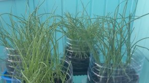 К чему приводит загущенный посев чернушки.