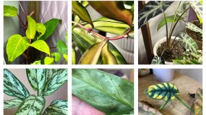 Спасаю растения! Мучнистый червец и Щитовка!