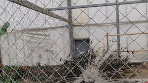 Павлины, Ботанический парк,Бухара 01.04.2026 🏙️🦚