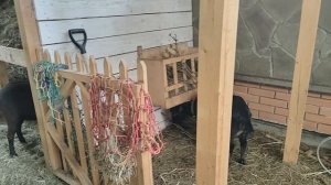 КОСТИ ПО 1500 | ШУСТРИК ШУСТРИТ | СНОВА СНЕГ