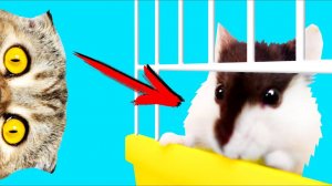 КисКис: Побег из клетки и первое знакомство! 🐹💨