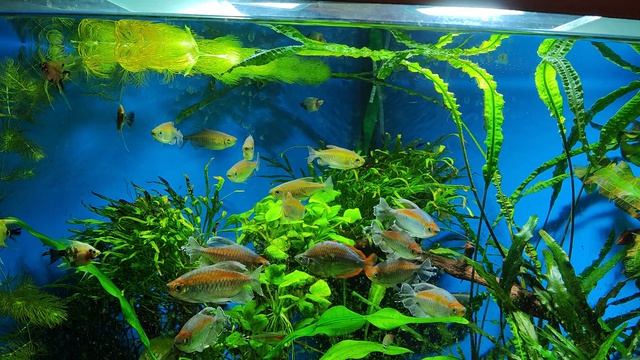 Отселила часть скалярий