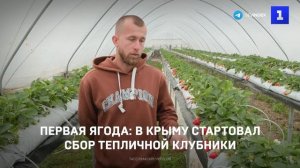 Первая ягода: в Крыму стартовал сбор тепличной клубники