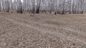 Встреча с лесными. Лесные хлопоты.