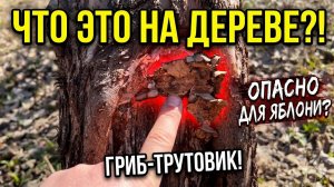 Как вылечить старую яблоню | Спасаем сад после зимы и чиним стол намертво