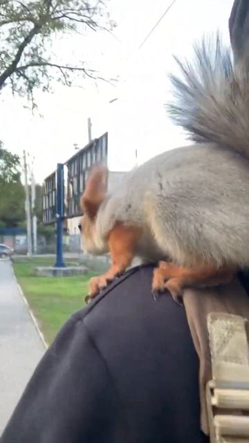 С Белкой по СветуТак мы ходим по городу в будние дни  #youtubeshorts #funny #squirrel #fun