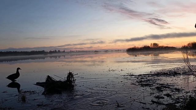 Это было красиво ! Охота с подсадной .13.05.25