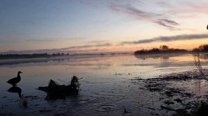 Это было красиво ! Охота с подсадной .13.05.25