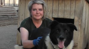 Волонтеры в питомнике для бездомных собак.