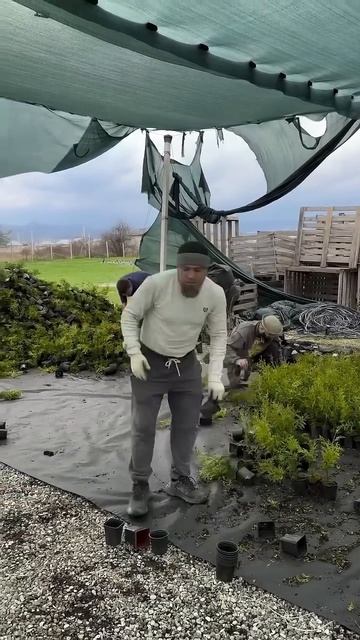 Это Самая Лучшая Работа в Мире  #горы #mountains #туи #елка #смарагд #сад #огород #эльбрус