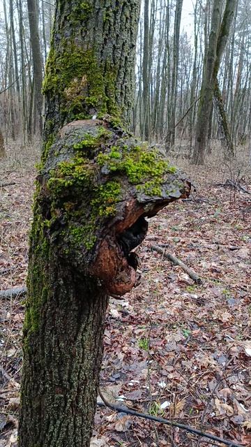 Необычное 🌳