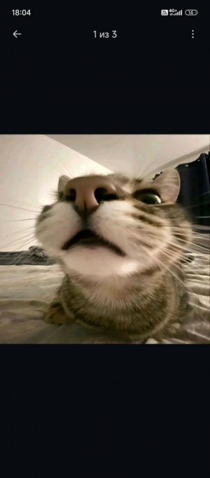 тупые бабники мы разговариваем с 911.