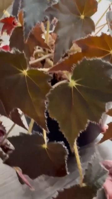 Эстетика Бегонии Блэк Вельвет