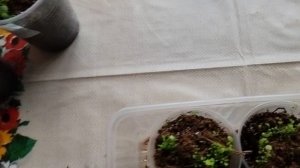 Рассада адаптируется к прохладным условиям