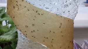 Борьба в земляными мушками дрозофилами. Проверенный вариант.