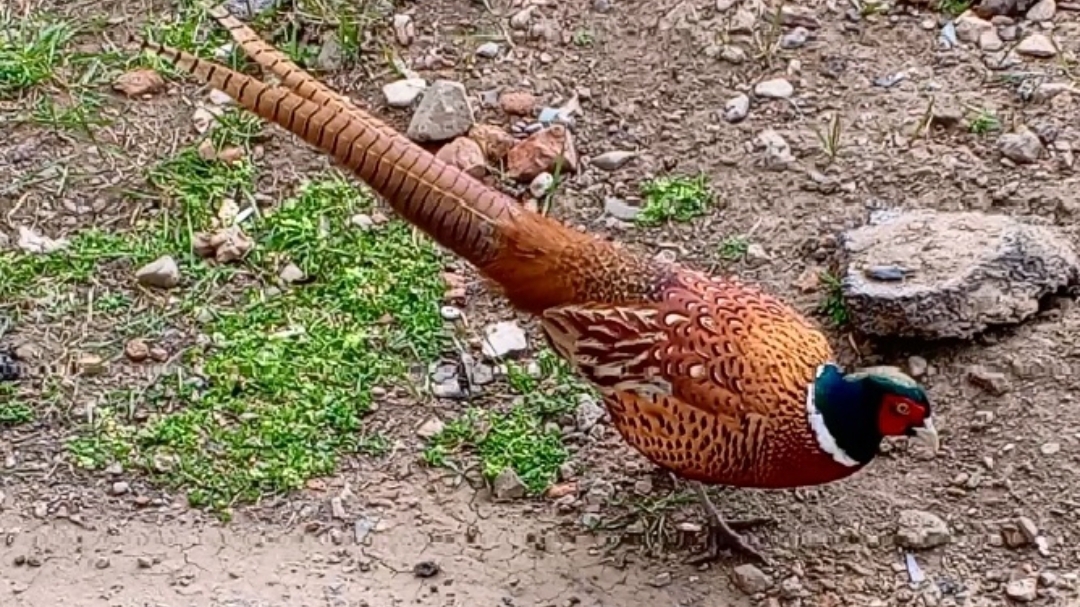 Фазан под окном выпрашивает еду