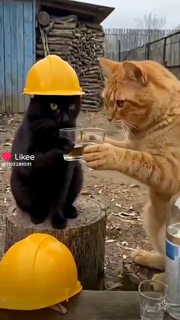 Котики выпивают