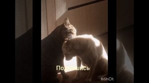 умывашки#котики#собачки