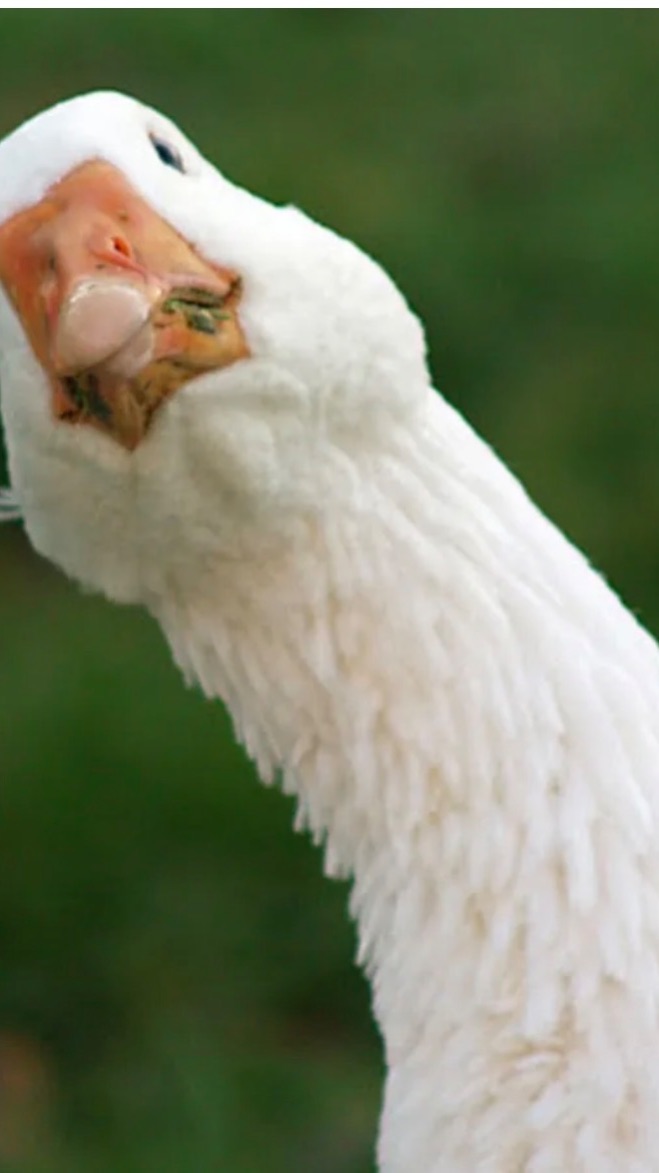 вшторенный видет шею гуся🤣🤣🤣