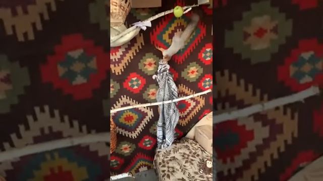 Что умеет Белка? #youtubeshorts #funny #squirrel #funnyvideo #fun #video