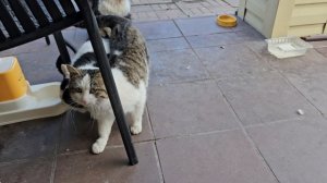 🔥котопозитив на лавочке сплетничают в ожидании голов🐈🐈⬛🐈