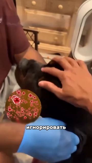 Артикул капель,которые нам посоветовал ветеринар #WW289329 остерегайтесь подделок