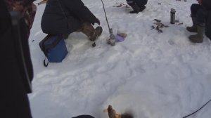 РЫБАЛКА МЕЧТЫ! БЕШЕНЫЙ КЛЁВ КРУПНОГО ОКУНЯ НА МАЛЕНЬКОЙ ТАЁЖНОЙ РЕЧКЕ!