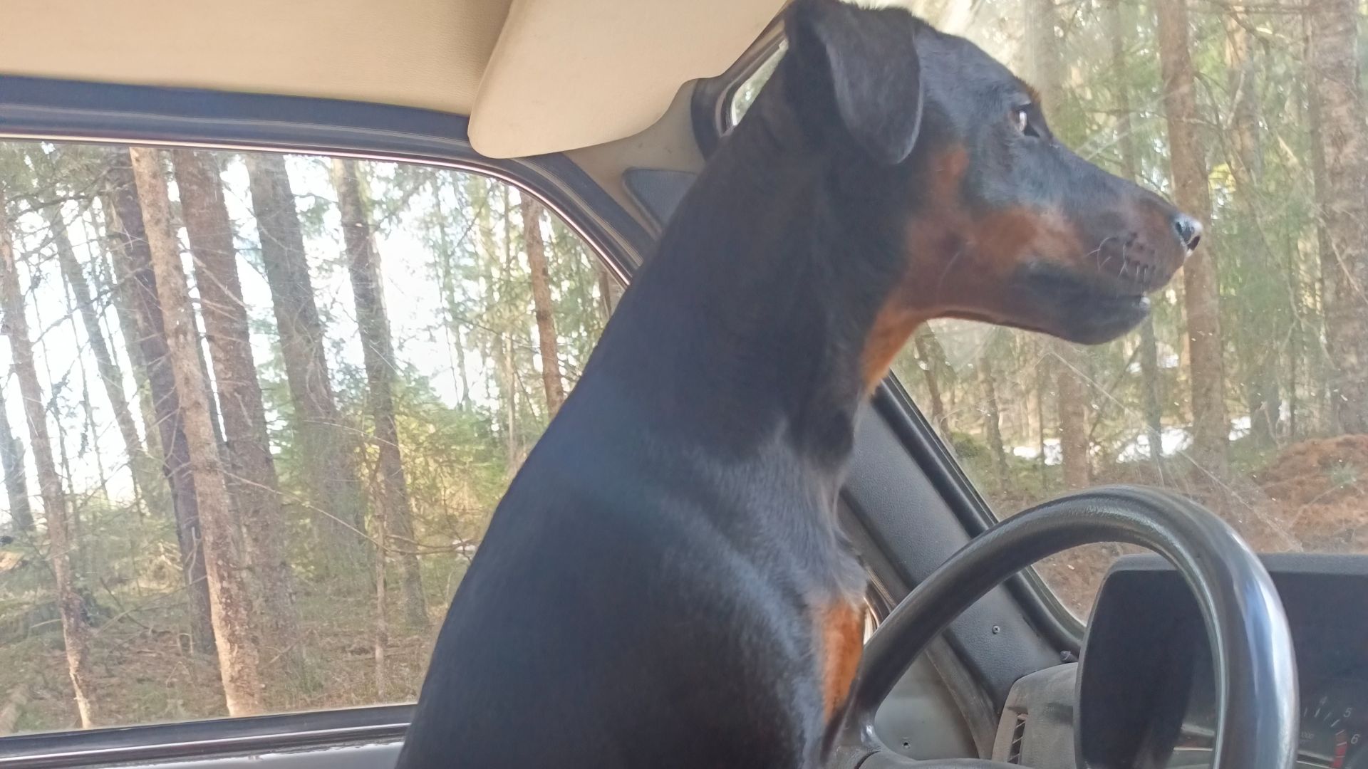 Весна! Нивазик торжествуя, сквозь дебри обновляет путь.