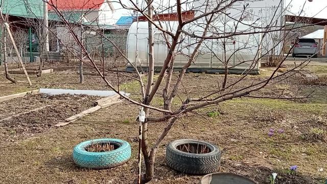 Чем обработать деревья и кустарники весной. Первая обработка сада весной.