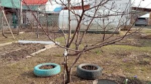 Чем обработать деревья и кустарники весной. Первая обработка сада весной.