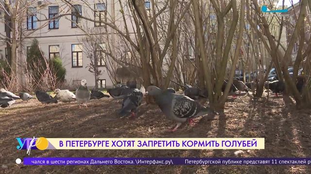 В Петербурге хотят запретить кормить голубей