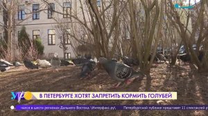 В Петербурге хотят запретить кормить голубей