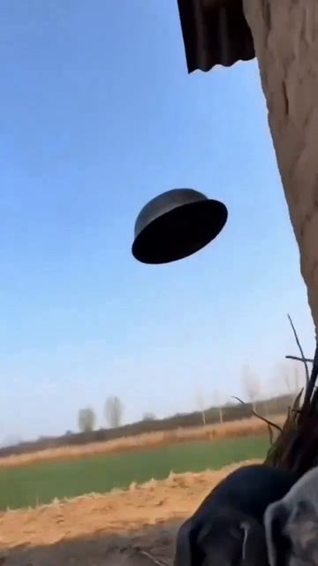 Свиньи хулиганы