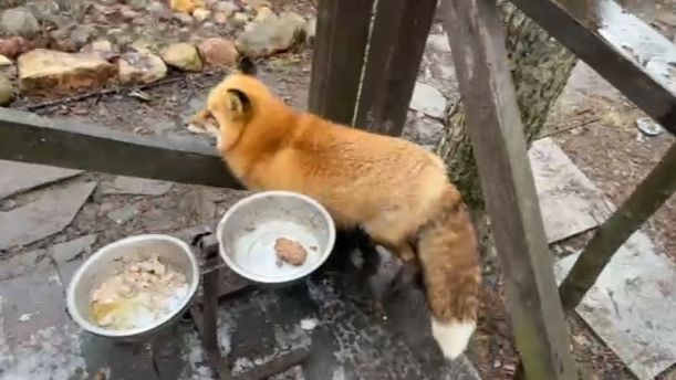 Лиса-Алиса. Лиса налаживает контакт с Игнисом