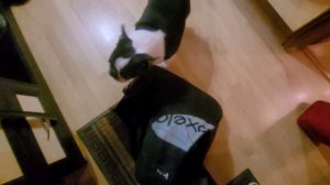 ДАРЮ ВАМ ПРАЗДНИК‼️ЧТО С НОГОЙ И РУКОЙПРИГОТОВИЛА ЛЕНИВЫЙ ХОЛОДЕЦ К ВОДОЧКЕ