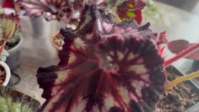 Бегонии, в которые невозможно не влюбиться