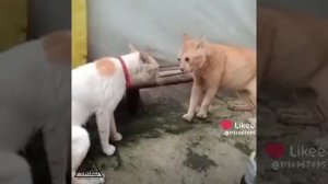Кошаки😼