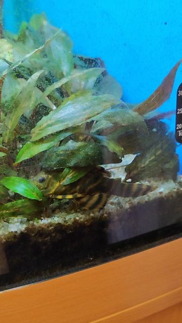 Красная зебра показался в светлое время суток