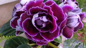 Пришла с работы и сразу же к своим любимым глоксиниям 🤗
Посмотрите на эту красоту, новые роспуски