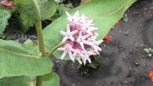 Выращивание многолетнего цветка ваточника из семян