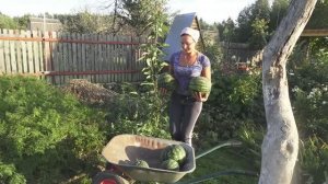 6 соток 25 августа 2021 год. Сорт арбуза Медовый.