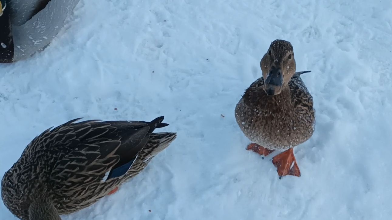 Утиная ферма 7