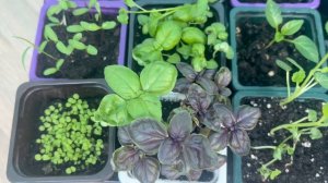 Часть рассады переезжает на дачку.