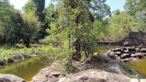 Лемуры, обезьяны🐒Вьетнам  8.04.26.