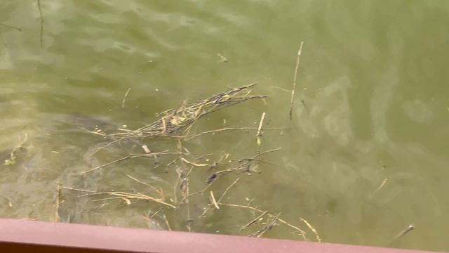 Рыбу кормим на работе