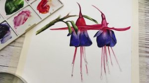 БОТАНИЧЕСКАЯ АКВАРЕЛЬ — как нарисовать фуксию