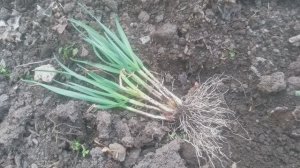 Как правильно ПЕРЕСАДИТЬ Проросший чеснок