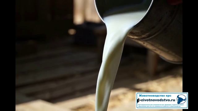 утро на ферме