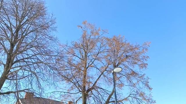 Весенняя песнь скворцов.