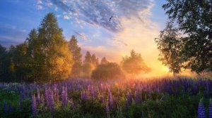 Утро в лесу